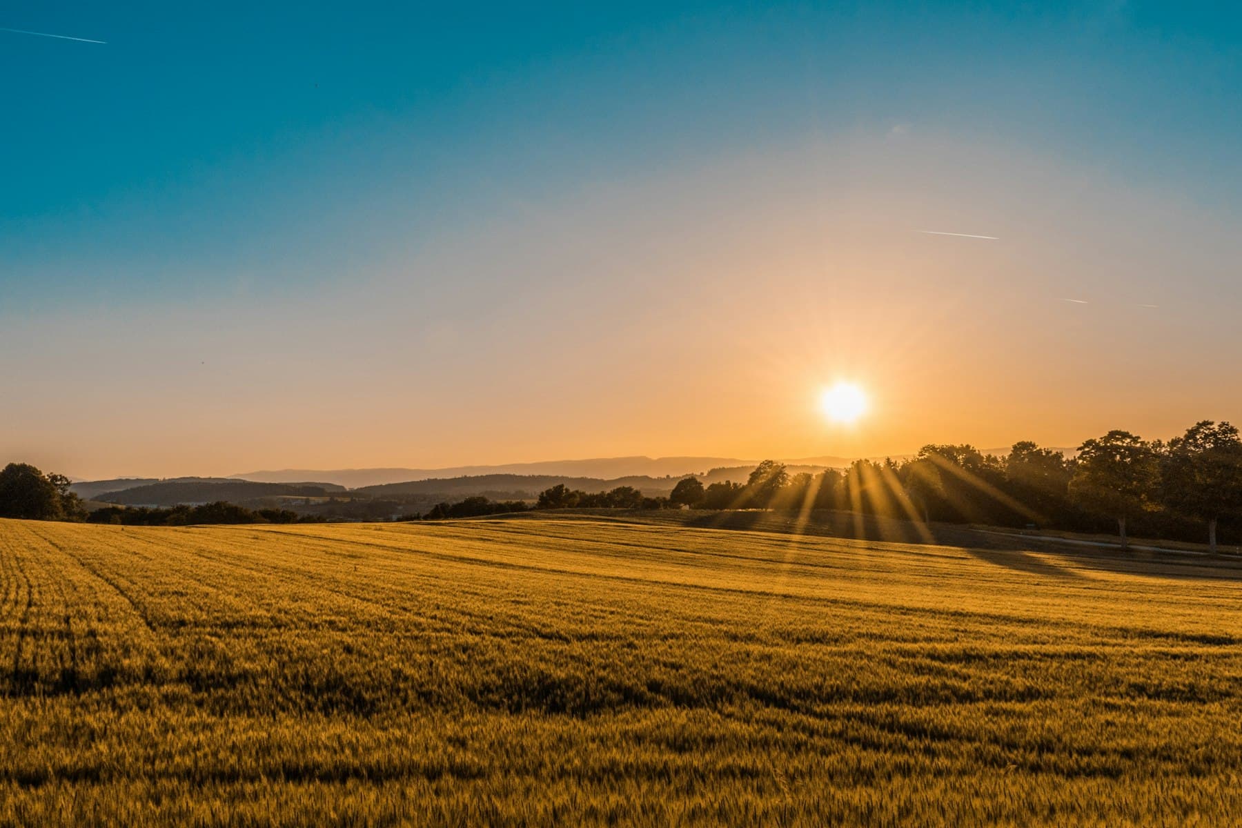 A golden grain field under a low sun and a wide sky.